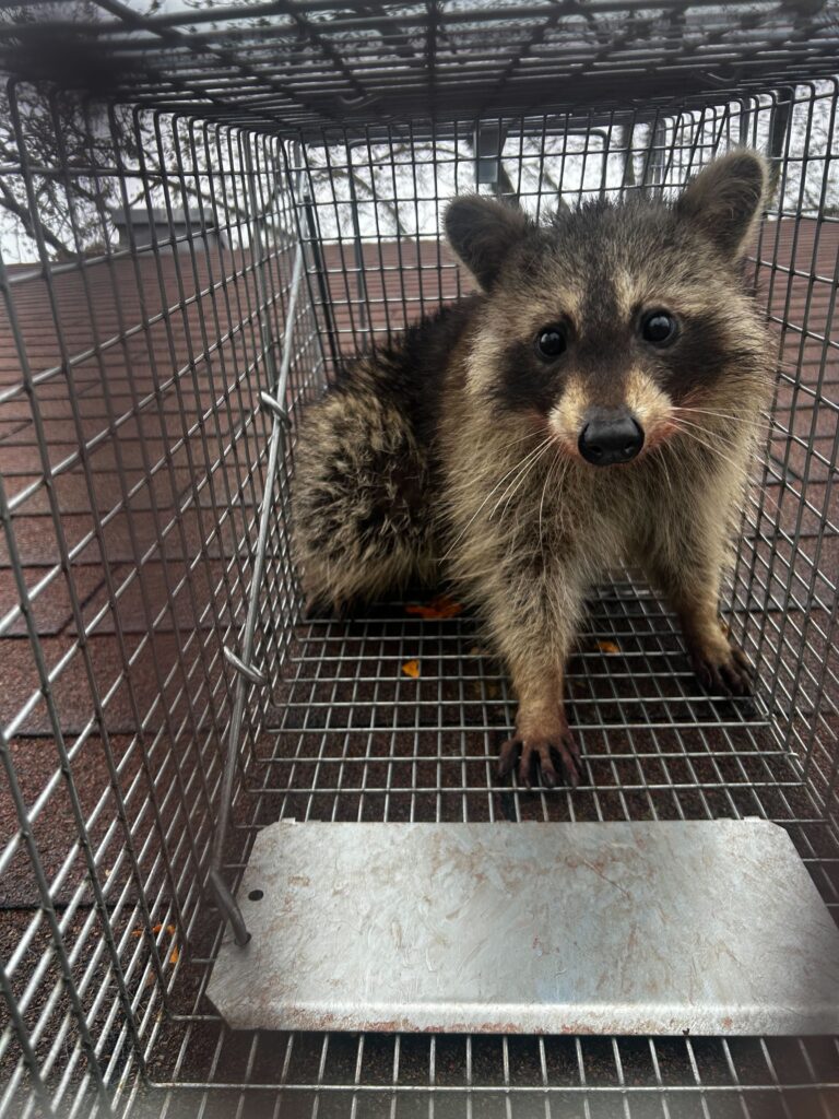 Wildlife Removal Prairieville