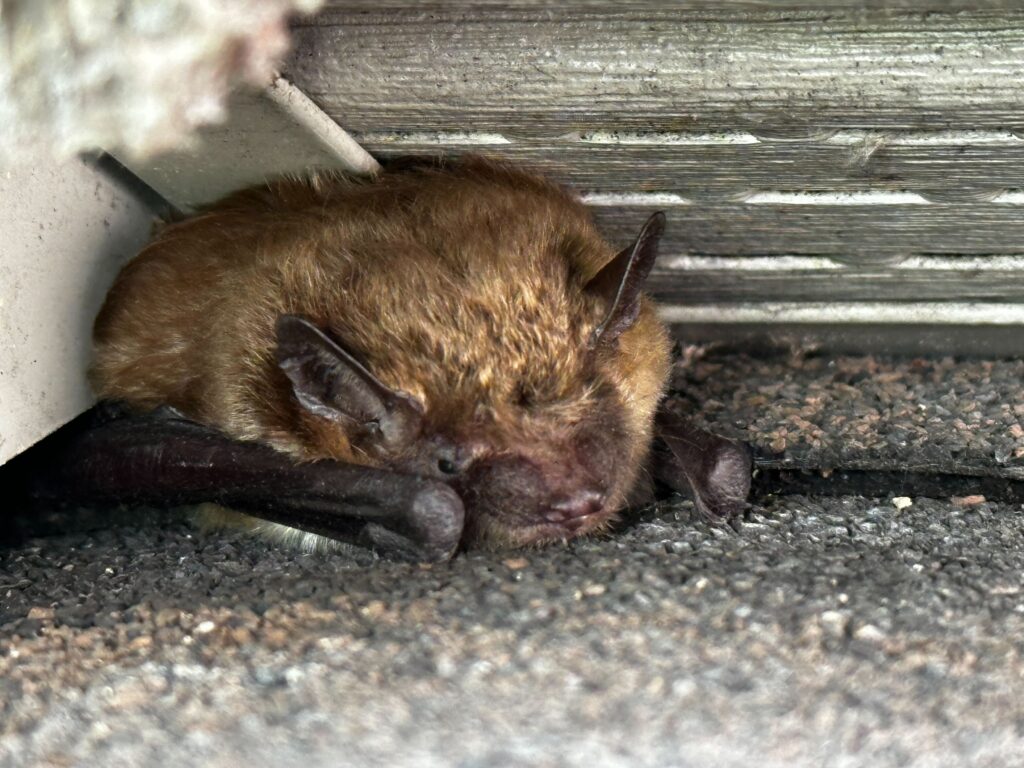 Wildlife Removal Prairieville