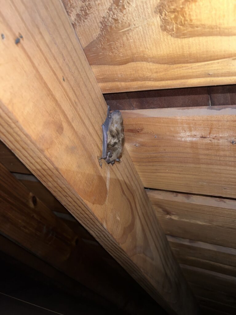 Wildlife Removal Prairieville